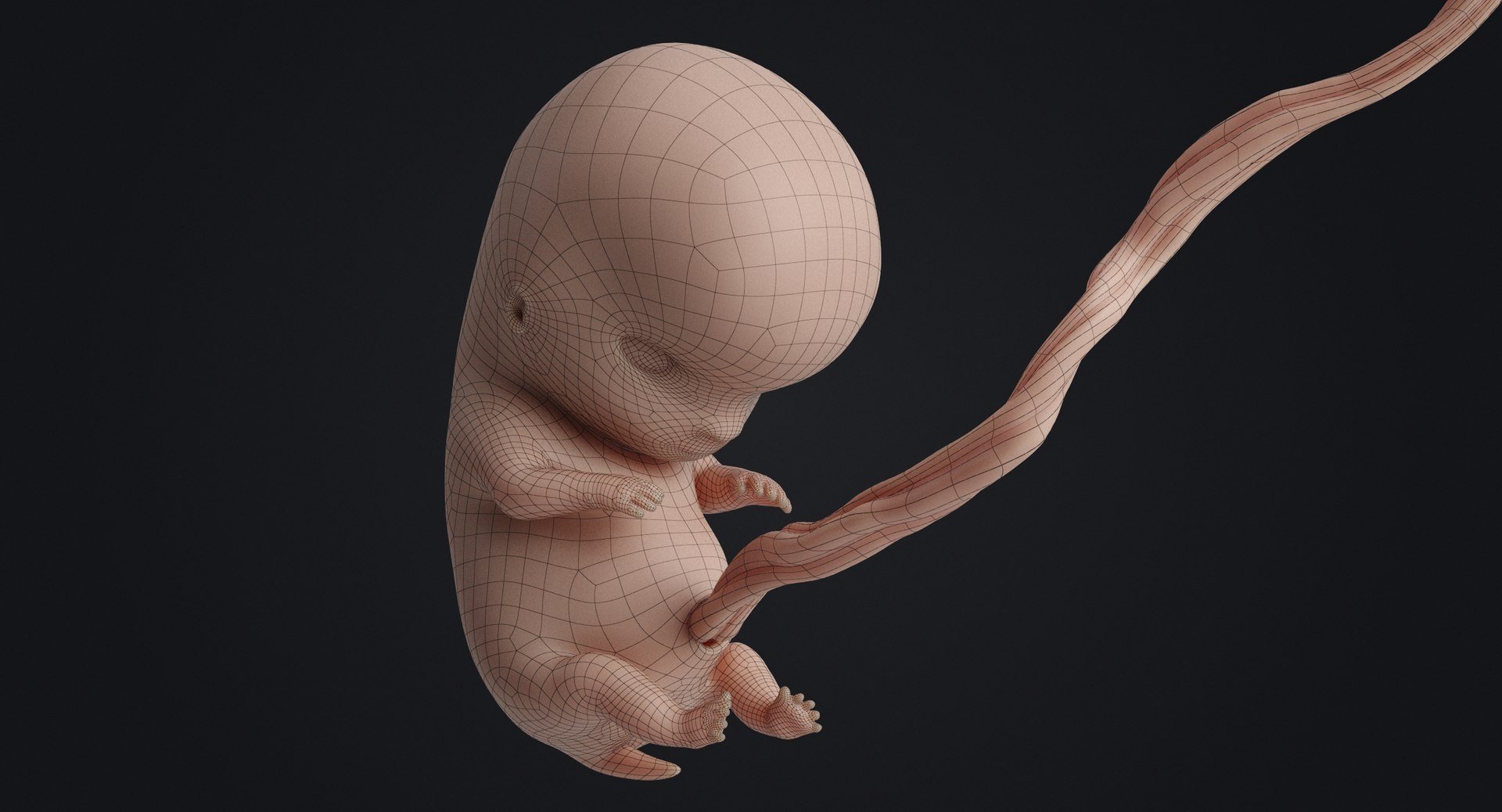 3D rigged animation https://p.turbosquid.com/ts-thumb/73/PBFtTI/PJCYj7xn/humanembryo_gray_0008/jpg/1559818529/1920x1080/fit_q87/7f525e83a06872879731037ef6620f51e07f7bb2/humanembryo_gray_0008.jpg