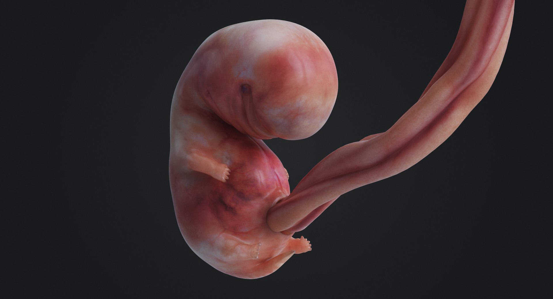 3D rigged animation https://p.turbosquid.com/ts-thumb/73/PBFtTI/QgGuSQoe/rakursu_0005/jpg/1559818059/1920x1080/fit_q87/276373379311fa00c92f330f3544d65798aa2086/rakursu_0005.jpg