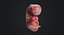 Human Embryo Fetus Animated