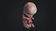 Human Embryo Fetus Animated