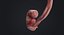 Human Embryo Fetus Animated