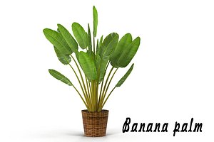 Banana palm in pot