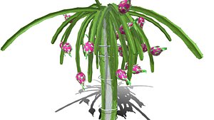Dragon fruit tree 3D model