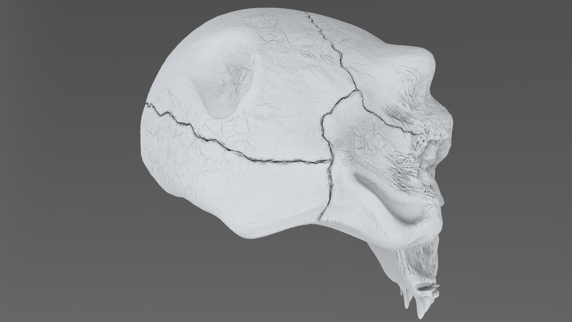 3D model concepts creature skull https://p.turbosquid.com/ts-thumb/73/hPtj42/94VS11If/creature_skull_cd0003/jpg/1594848069/1920x1080/fit_q87/931995a01c41a30be5cf4ab271dc84a1dec564cf/creature_skull_cd0003.jpg