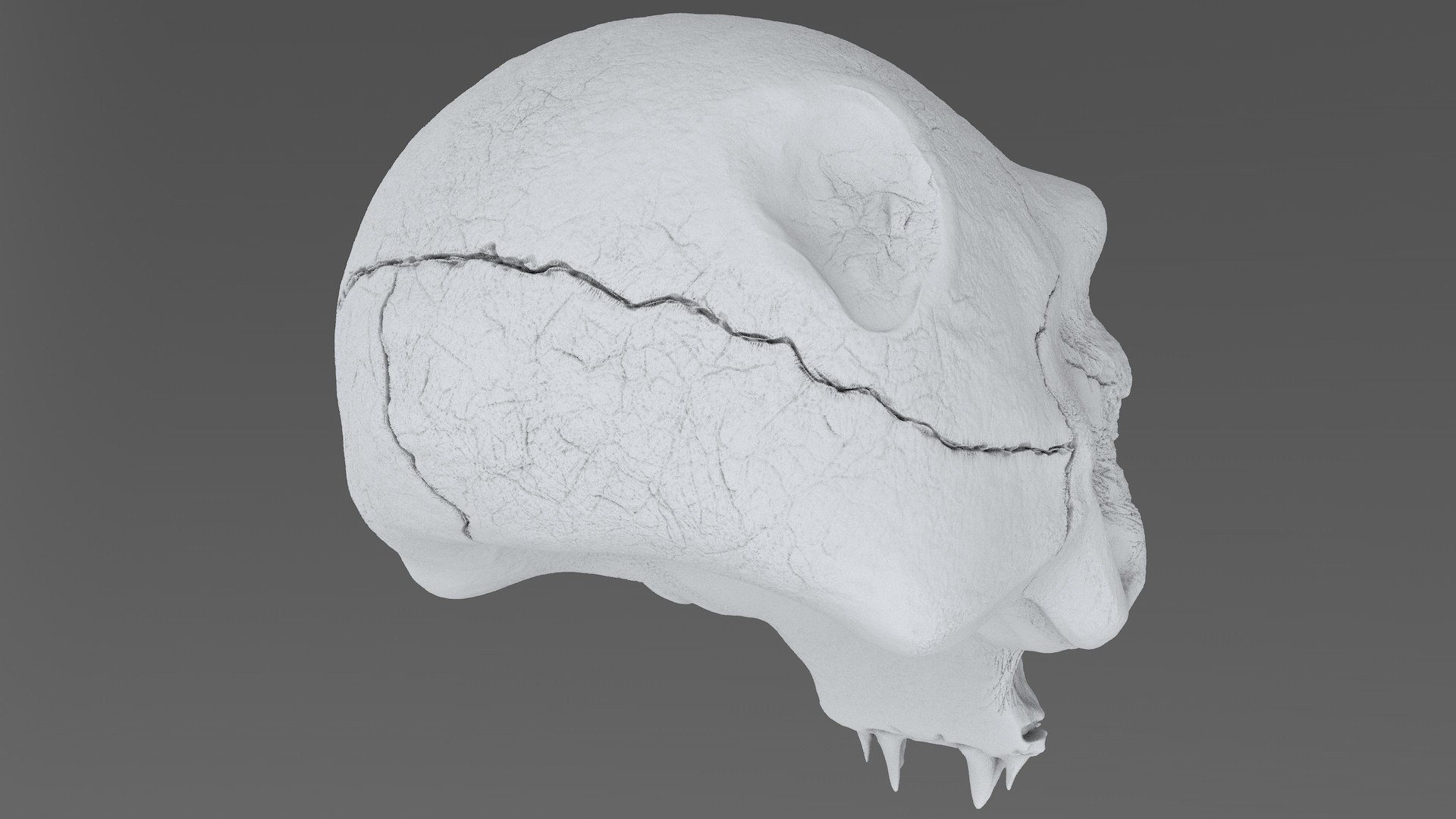 3D model concepts creature skull https://p.turbosquid.com/ts-thumb/73/hPtj42/n0xSNpVA/creature_skull_cd0004/jpg/1594848082/1920x1080/fit_q87/31e5303afc0259d821d2c55dff69352225d9709d/creature_skull_cd0004.jpg