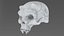 Creature Skull