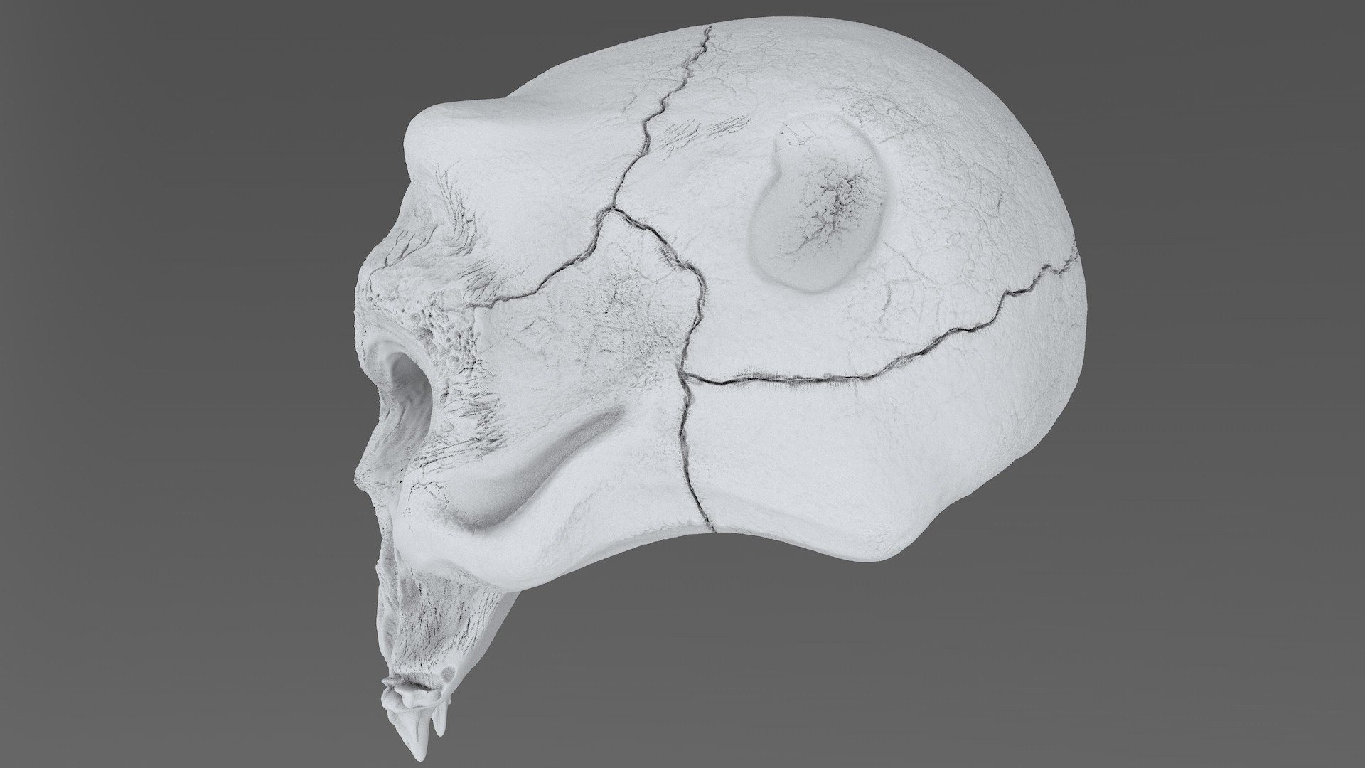 3D model concepts creature skull https://p.turbosquid.com/ts-thumb/73/hPtj42/tLgltC57/creature_skull_cd0006/jpg/1594848092/1920x1080/fit_q87/4e955723d301cfab887a744bf22d5cc81751c9cf/creature_skull_cd0006.jpg