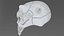 Creature Skull