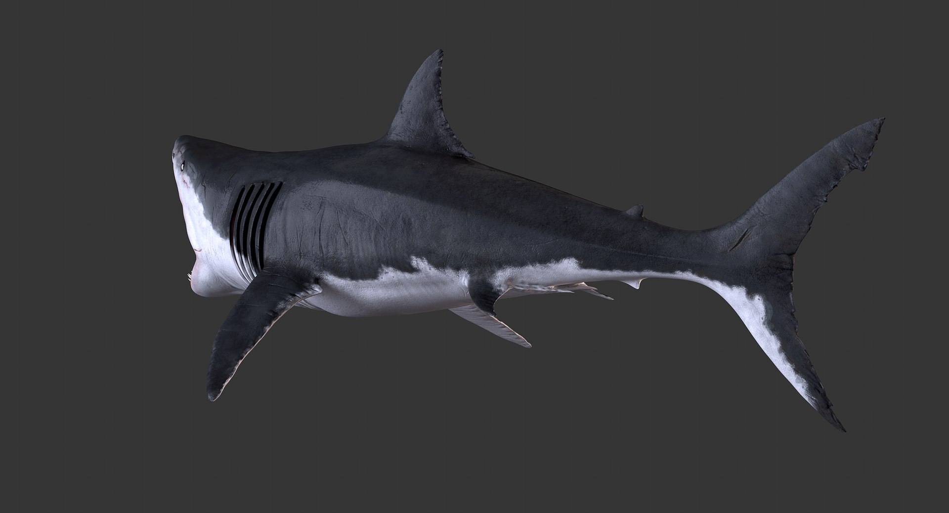 Great White Shark Model (Blender) by ScorchingKami on DeviantArt