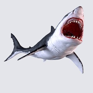 white shark 3D model