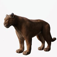 Puma