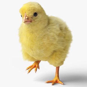 Baby Chicken Farm Walking Animated Fur Rigged For Blender 3D model