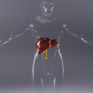 liver human x-ray 3d model