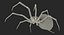 spiders camel argiope 3D model