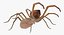 spiders camel argiope 3D model