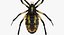 spiders camel argiope 3D model