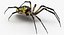 spiders camel argiope 3D model