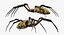 spiders camel argiope 3D model