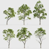 Eucalyptus saligna Sydney Blue Gum 02 3D model