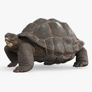 Turtle Chelonoidis Niger Walking Animated Rigged for Maya