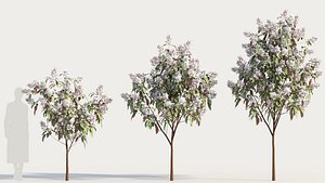 Clerodendrum quadriloculare b 3D model