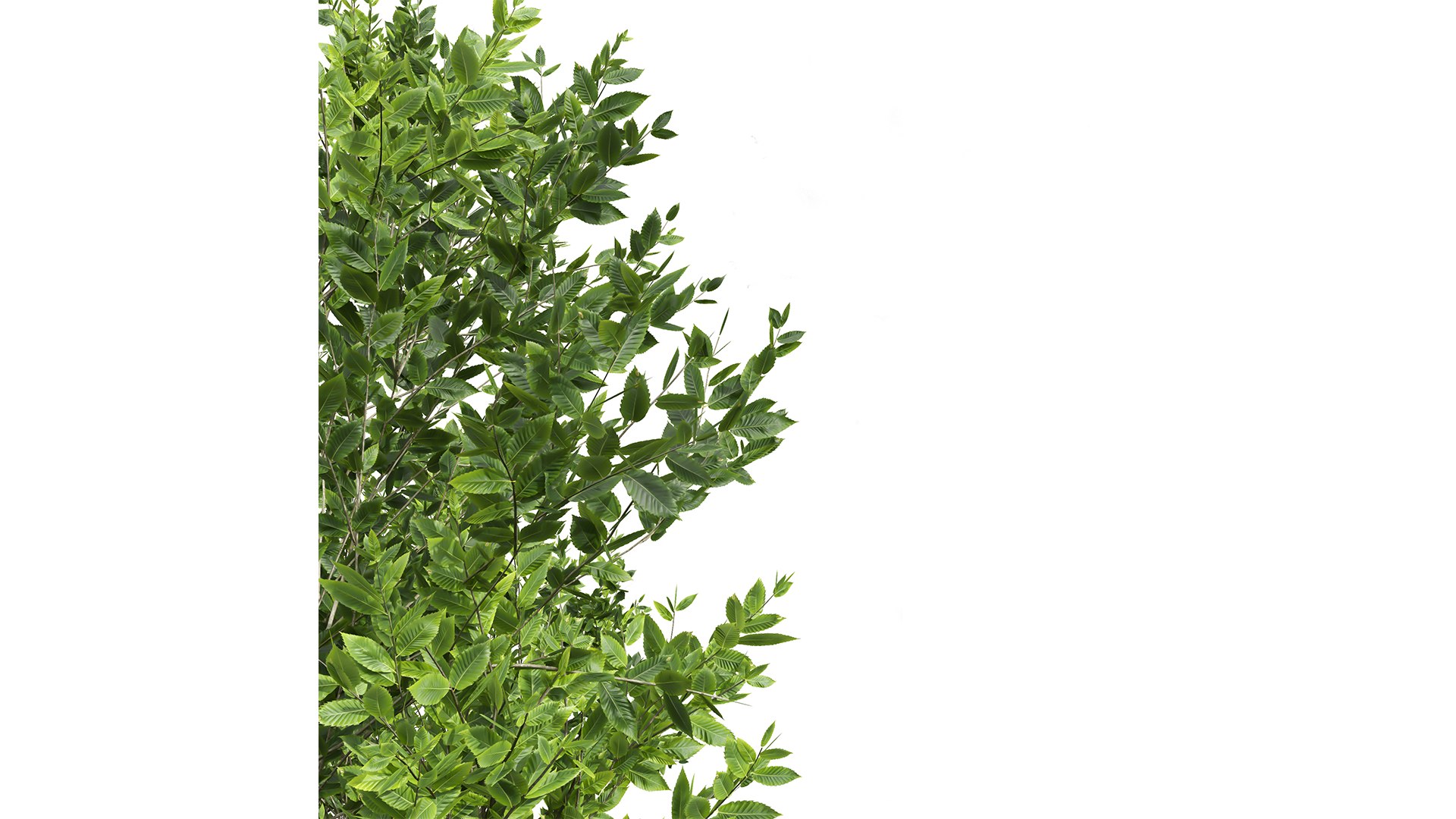 3D Fagus Grandifolia and Fagus Sylvatica https://p.turbosquid.com/ts-thumb/74/IJnKek/AY/z02/png/1709552128/1920x1080/fit_q87/7cc7a980c4392578f86b53258c7062a658907105/z02.jpg