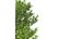 Fagus Grandifolia und Fagus Sylvatica