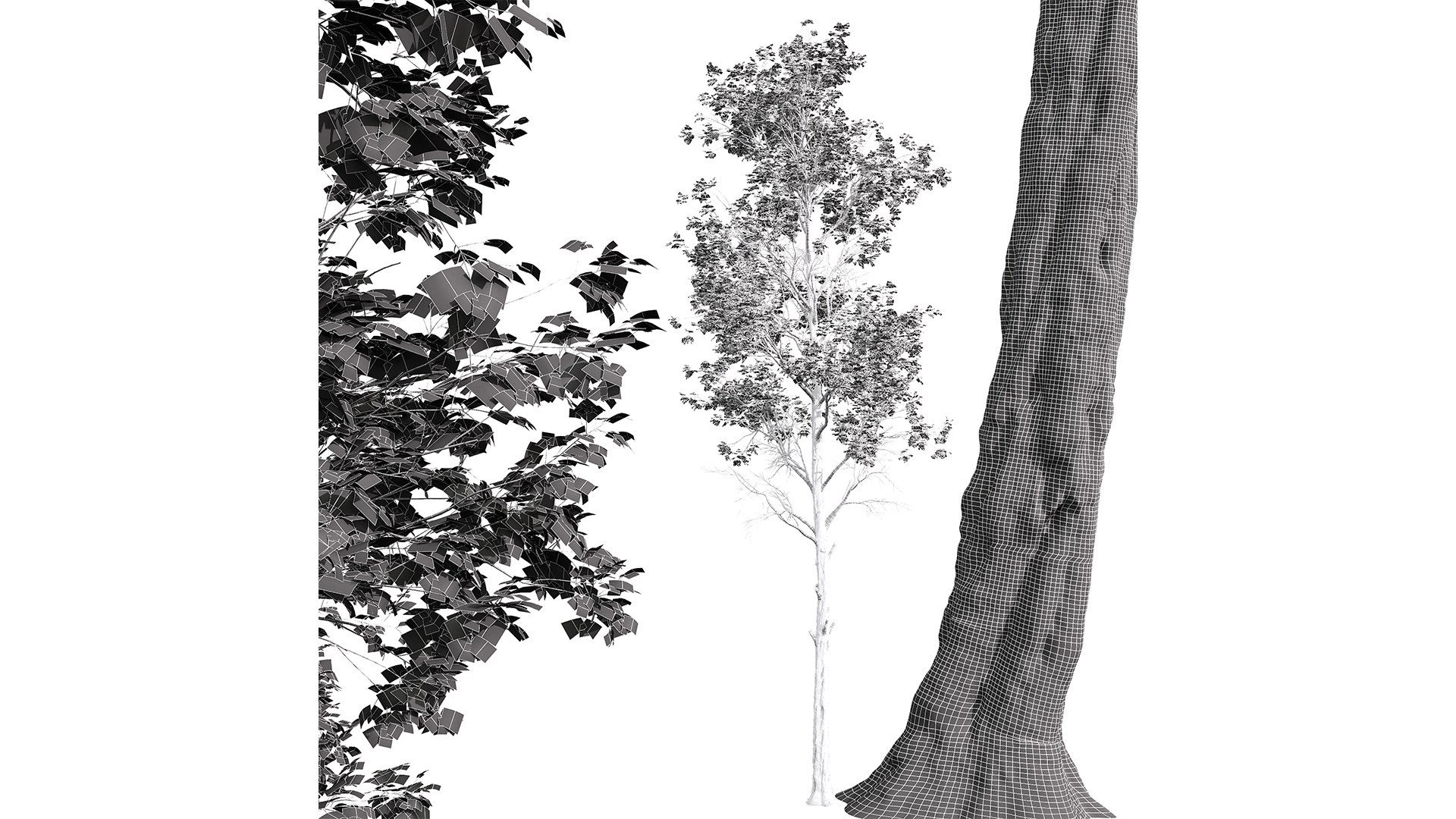 3D Fagus Grandifolia and Fagus Sylvatica https://p.turbosquid.com/ts-thumb/74/IJnKek/Am/z04/png/1709552131/1920x1080/fit_q87/c8ec748c176c5c9c991d6491c50353094482b3ee/z04.jpg