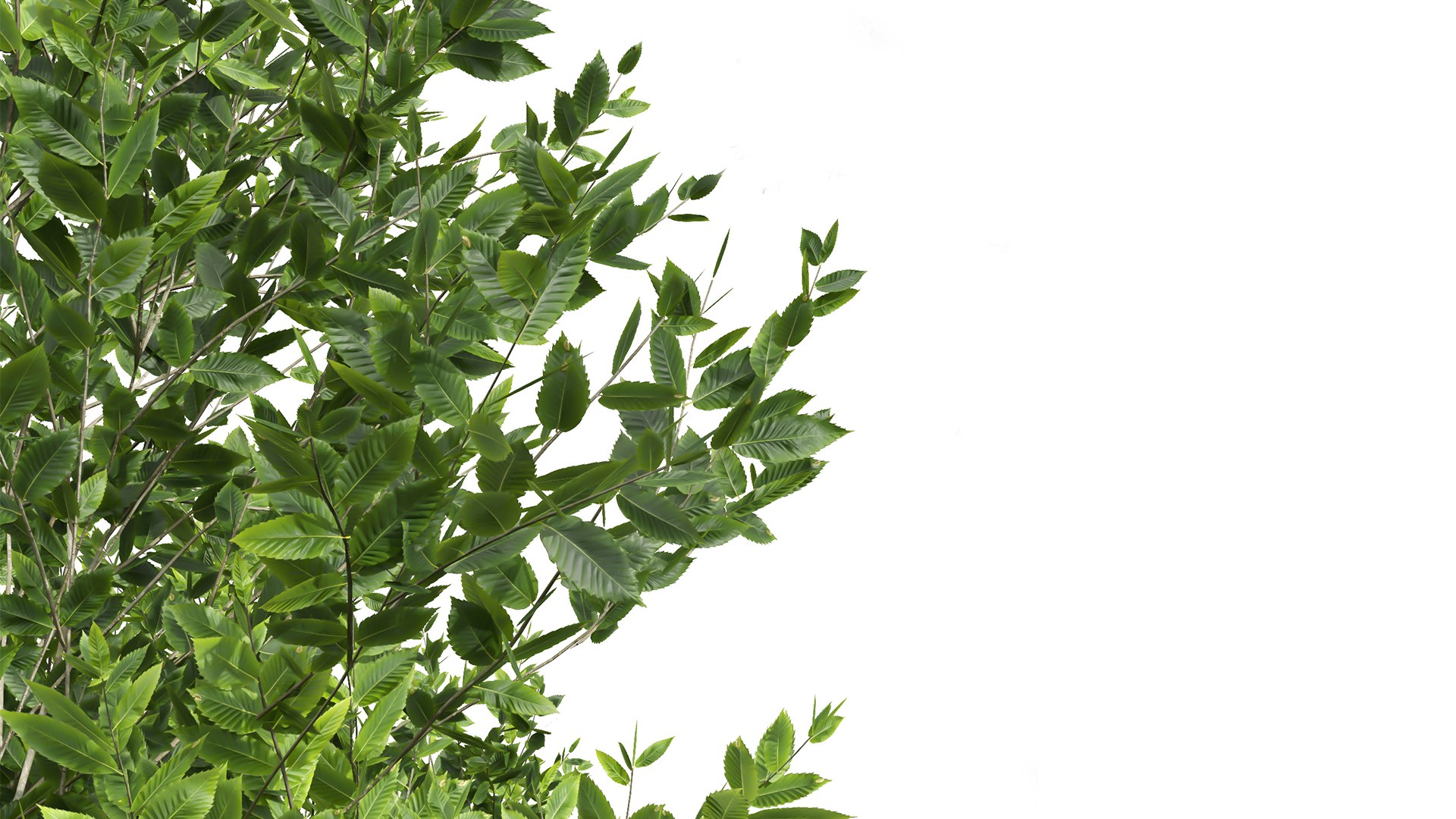 3D Fagus Grandifolia and Fagus Sylvatica https://p.turbosquid.com/ts-thumb/74/IJnKek/W3/z05/png/1709552136/1920x1080/fit_q87/bcda7b58074c501c76a9bcb86d52ed9578e94488/z05.jpg