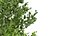 Fagus Grandifolia und Fagus Sylvatica