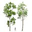 Fagus Grandifolia und Fagus Sylvatica