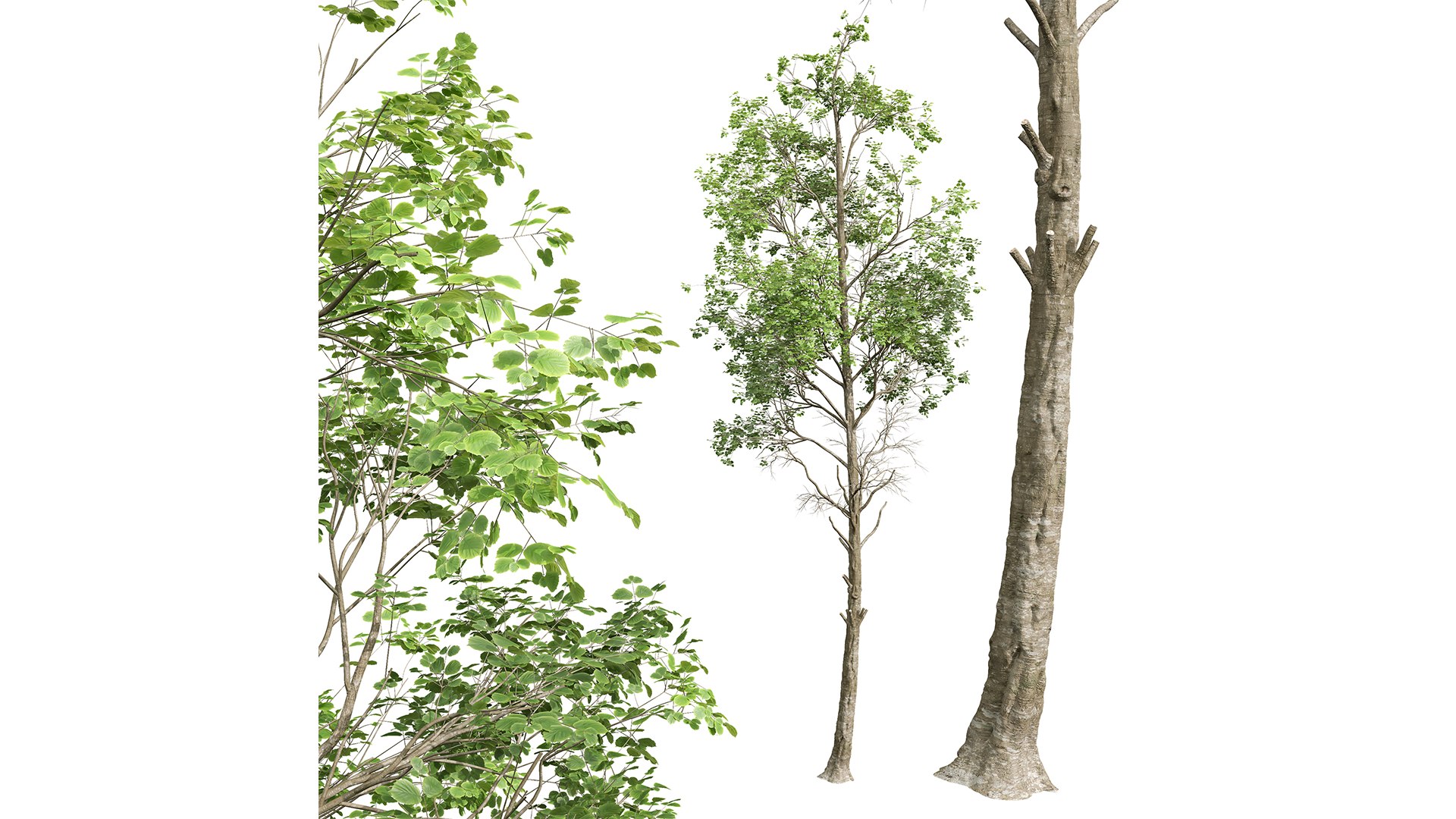 3D Fagus Grandifolia and Fagus Sylvatica https://p.turbosquid.com/ts-thumb/74/IJnKek/jk/z03/png/1709552129/1920x1080/fit_q87/e253e634d694ab2ce3aeeb853e8a5018bb7a8d49/z03.jpg