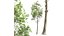 Fagus Grandifolia und Fagus Sylvatica