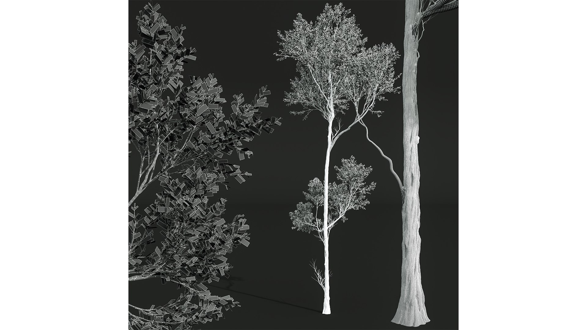 3D Fagus Grandifolia and Fagus Sylvatica https://p.turbosquid.com/ts-thumb/74/IJnKek/mD/z07/png/1709552142/1920x1080/fit_q87/1822b418bd70e34fdbc990a67766f61dc904e528/z07.jpg