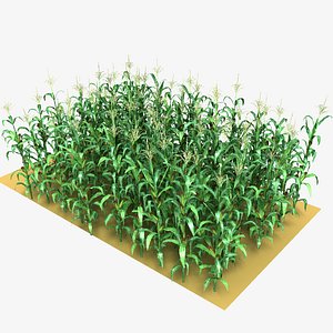 Corn Field Mid-Lowpoly