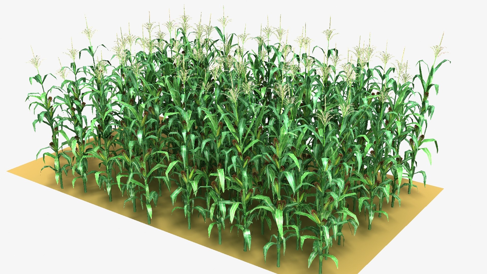 3d Max Corn Field