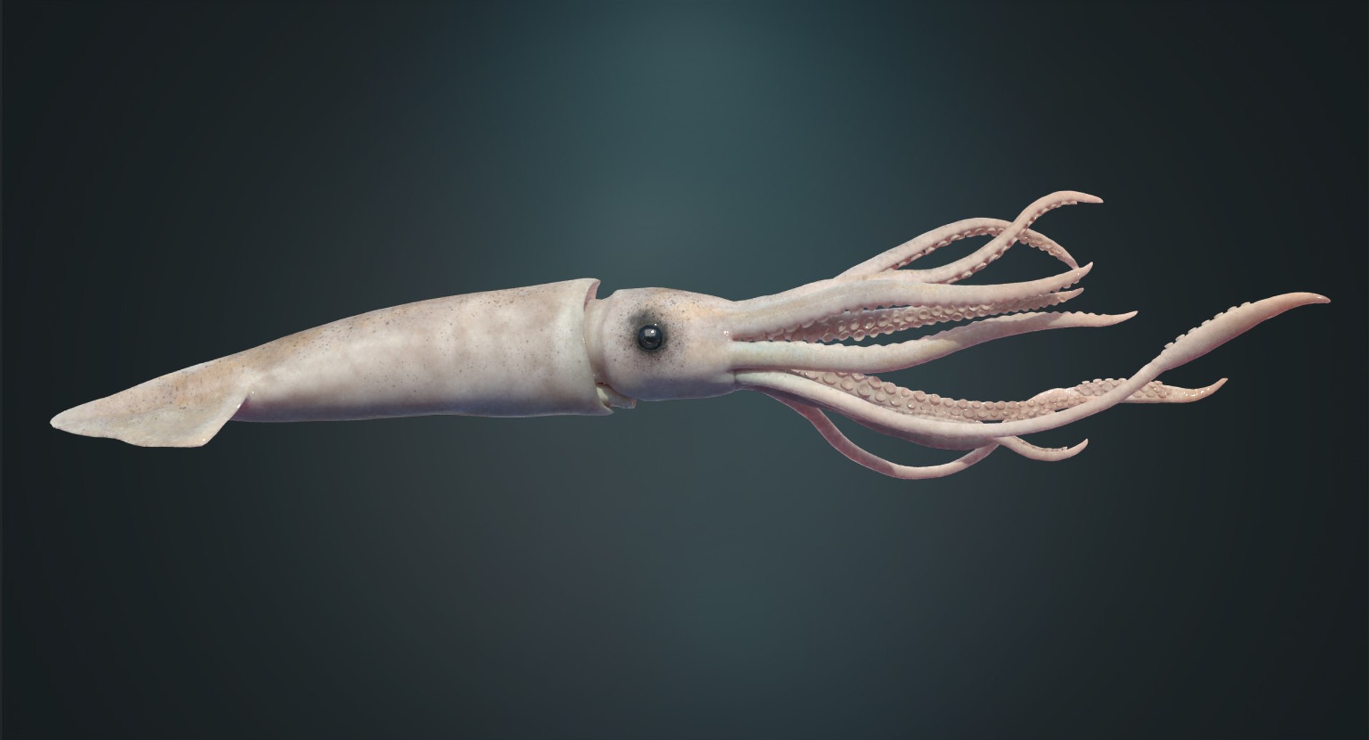 3D Squid Rigged - TurboSquid 1178827