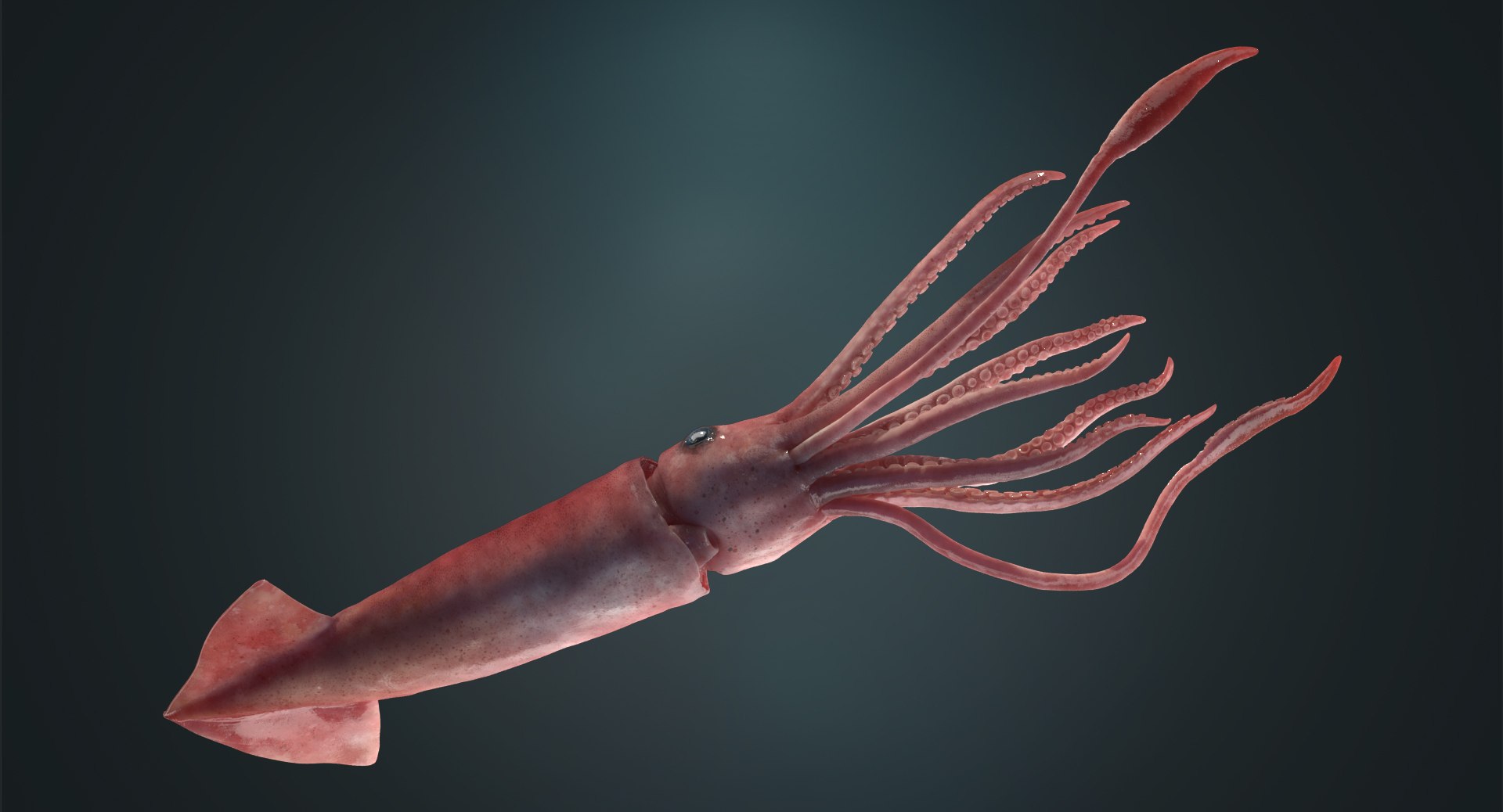 3D Squid Rigged - TurboSquid 1178827