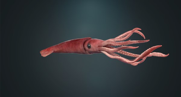 3D squid rigged - TurboSquid 1178827