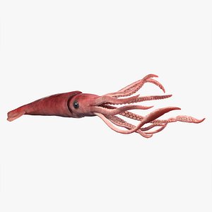 3D squid rigged