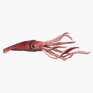 Squid Rigged