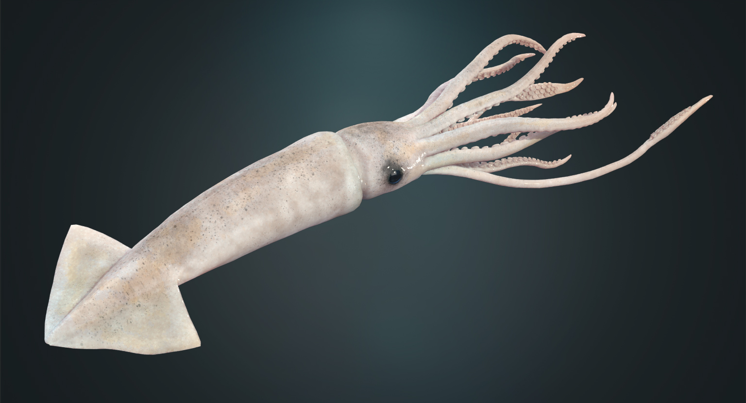 3D squid rigged - TurboSquid 1178827