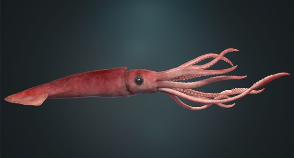 3D squid rigged - TurboSquid 1178827