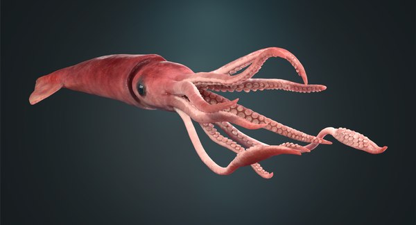 3D squid rigged - TurboSquid 1178827