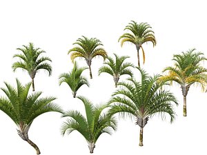 Dypsis decaryi - the Triangle Palm