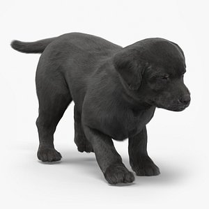 Labrador Pup Sniffing Trail Fur Animated Rigged 3D model