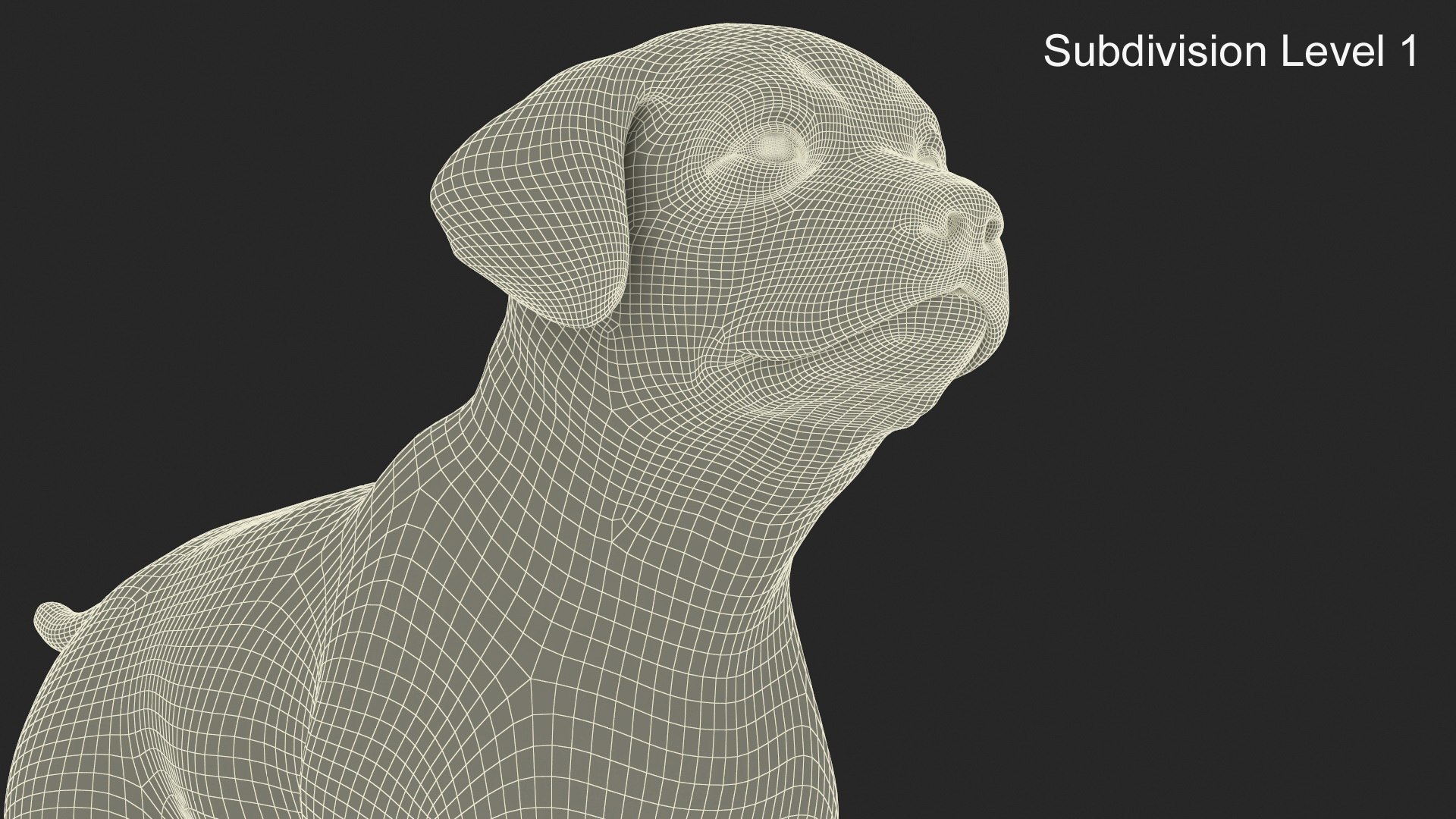 Labrador Pup Sniffing Trail Fur Animated Rigged 3D Model - TurboSquid ...