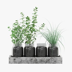 kitchen herbs 3D model