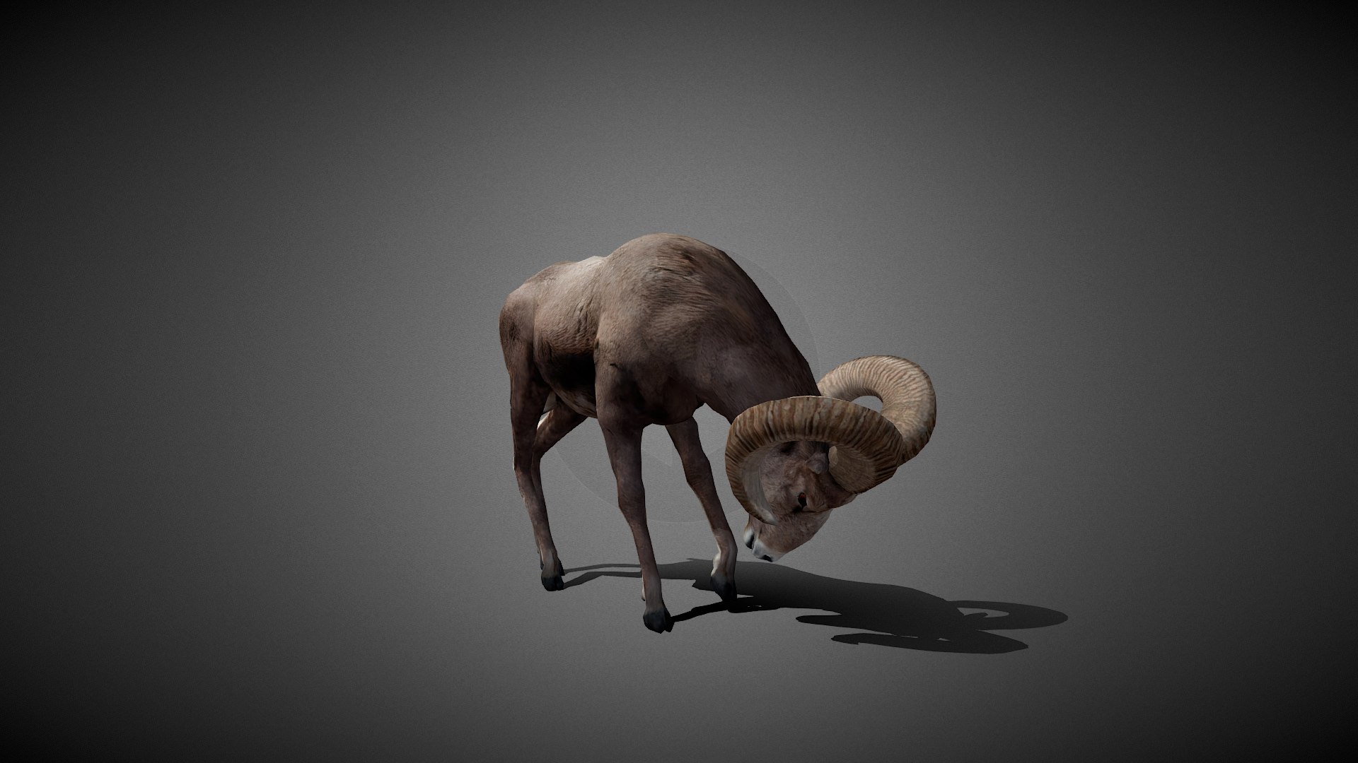 Animated Bighorn 3D Model model https://p.turbosquid.com/ts-thumb/74/VsWphu/3j/bighorn4/png/1743531578/1920x1080/fit_q87/aabe898e23baa71fd91b746d0b01763b18ce8daf/bighorn4.jpg