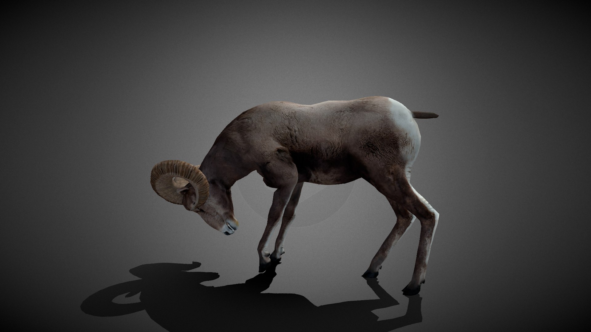 Animated Bighorn 3D Model model https://p.turbosquid.com/ts-thumb/74/VsWphu/Np/bighorn3/png/1743531572/1920x1080/fit_q87/1f550ff0389a64d5d7599b754c1573e4f03f059e/bighorn3.jpg